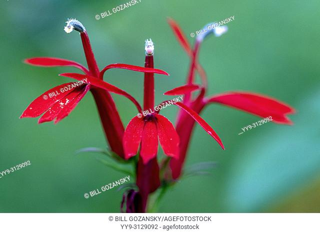 Lobelia cardinalis (Cardinal flower) - Dupont State Recreational Forest - near Brevard, North Carolina, USA