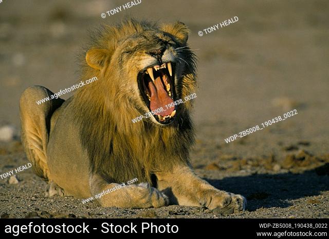 LION - YAWNING