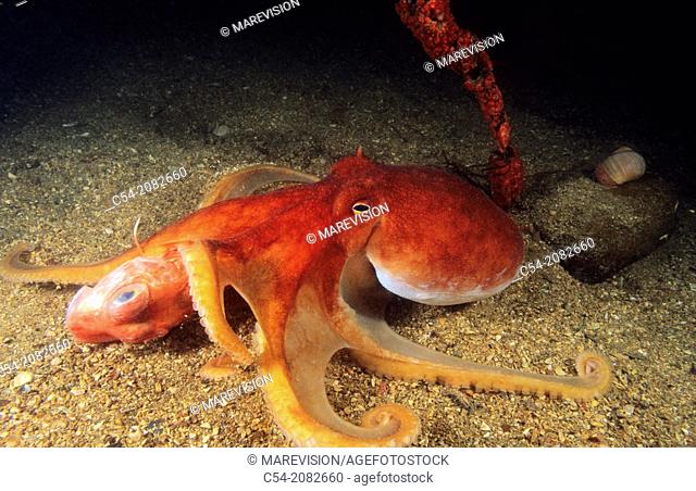 Horned Octopus, Lesser octopus (Eledone cirrhosa) devouring to Red gurnard (Trigla cuculus). Eastern Atlantic, Galicia, Spain