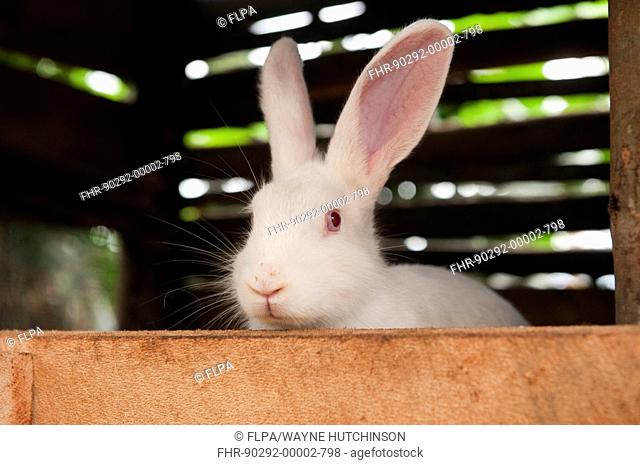 Rabbit farming, albino rabbit in hutch, kept for meat, Rwanda