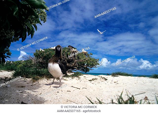Laysan Albatross (Diomedea immutabilis) NW Hawaiian Islands