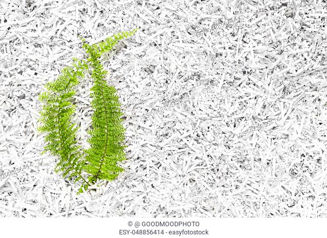 Green fern plant in a heap of white shredded paper