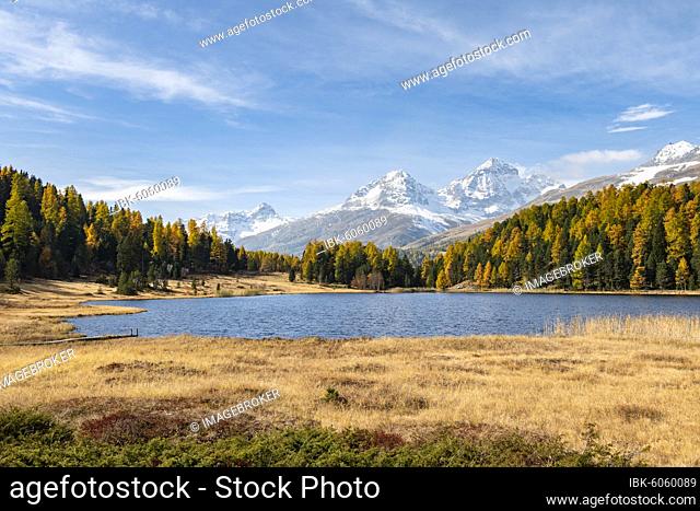 Autumnal larches with snow-covered mountain peaks on Lake Staz, Lej da Staz, St. Moritz, Engadin, Grisons, Switzerland, Europe