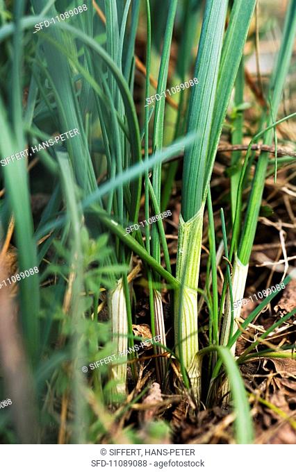 Wild garlic Allium Vineale
