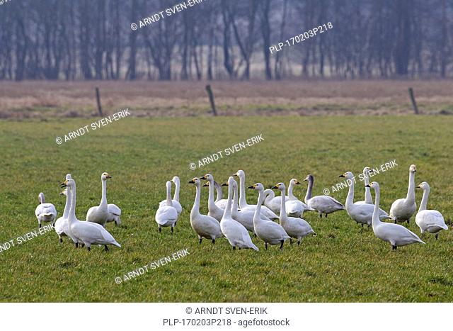 Tundra swans (Cygnus columbianus) / Bewick's swans (Cygnus bewickii) flock foraging in meadow in spring
