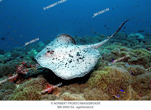 Black-spotted Stingray or Blotched Fantail Ray (Taeniura meyeni) over coral reef overgrown with Magnificent Sea Anemones (Heteractis magnifica), Lhaviyani Atoll