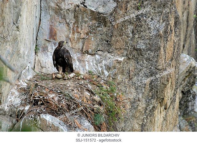 young golden eagle at nest with prey / Aquila chrysaetos