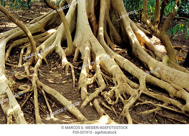 Detail of roots of Moreton Bay fig (Ficus macrophylla). La Concepción Botanical Garden. Malaga province. Spain