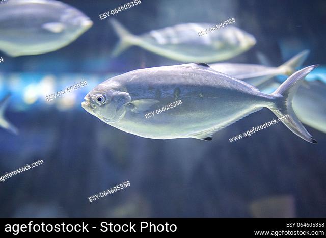 Pompano fish or trachinotus ovatus swimming in group