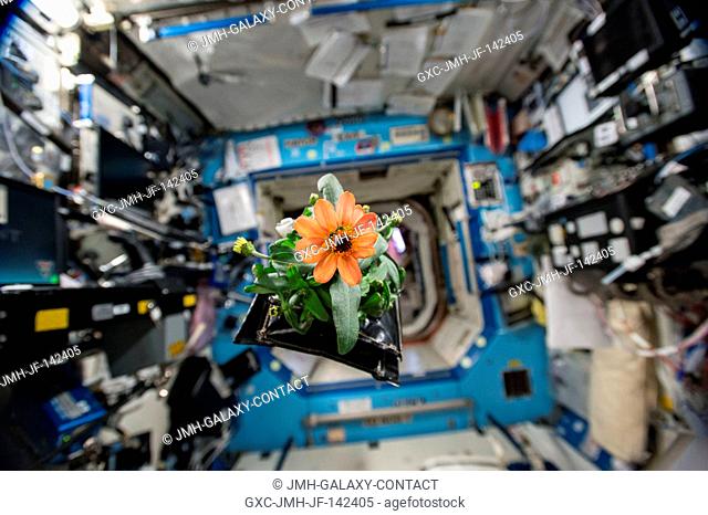 A Zinnia plant pillow floats through the U.S. Destiny Laboratory aboard the International Space Station. The zinnias are part of the flowering crop experiment...