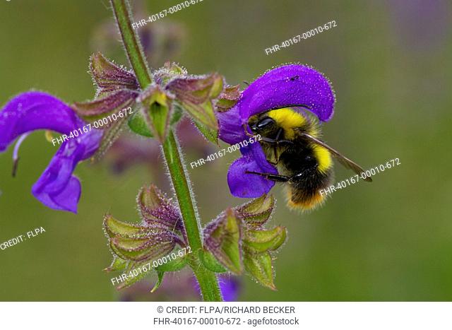 Early Bumblebee (Bombus pratorum) adult male, feeding on Meadow Clary (Salvia pratensis) flower, Causse de Gramat, Massif Central, Lot Region, France, May