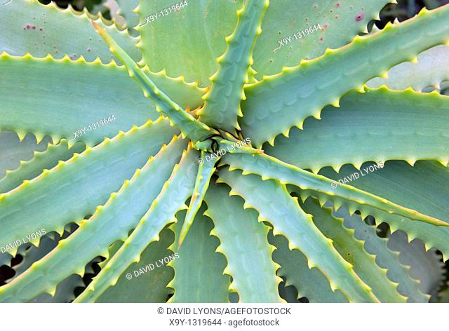 Agave plant  Island of El Hierro, Canary Islands, Spain  Flora & fauna  Perennial monocot  Agavoideae  Succulent
