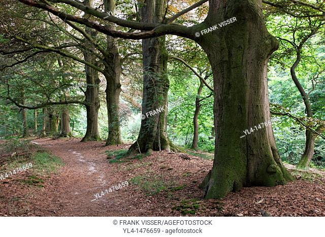 Beech trees along a walking path. Leersum, Netherlands