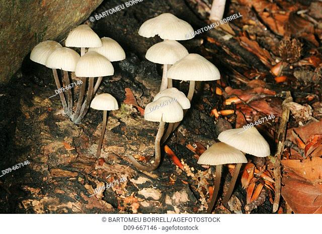Mushroom (Mycena sp.)