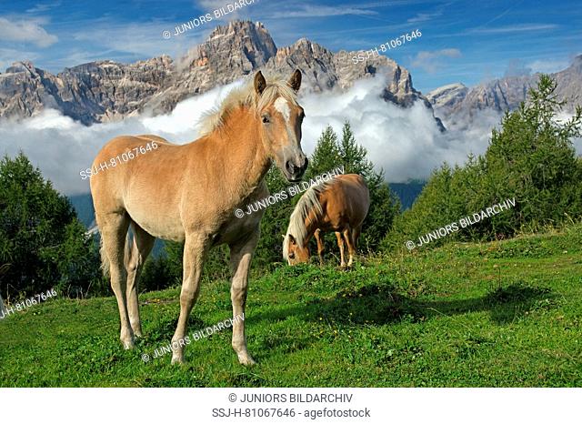 Haflinger Horse. Mare with foal on an alpine meadow with Dreischusterspitze in background. Sextner Dolomites Natural Park, South Tyrol, Italy