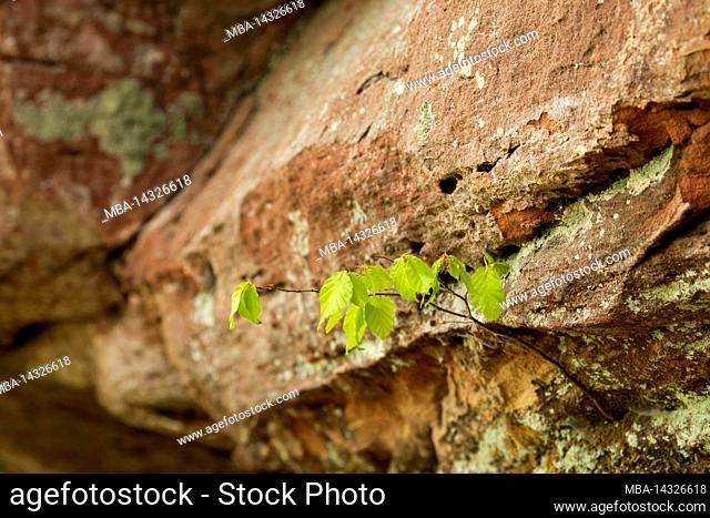 Sapling of a red beech (Fagus sylvatica) growing out of a crevice, rocks of red sandstone in Erbsenthal, France, Lorraine, Département Moselle, Bitcherland