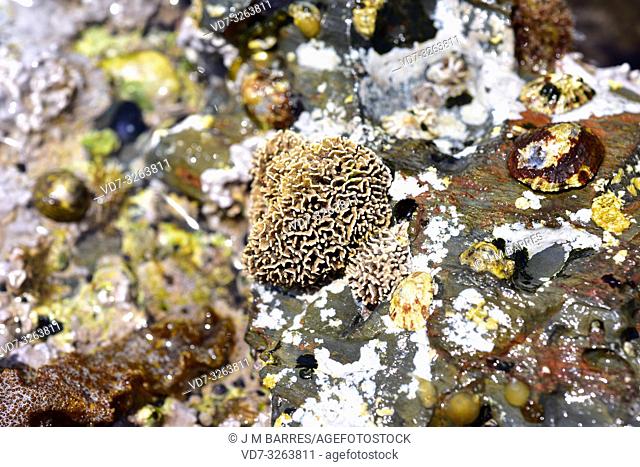 Lithophyllum tortuosum or Millepora tortuosa is a crustose red alga provided with a calcareous skeleton. This photo was taken in Cap Ras, Girona province
