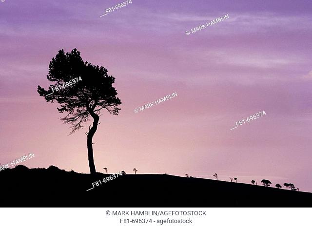 Scots pine Pinus sylvestris silhouetted at dawn  Scotland  November 2007