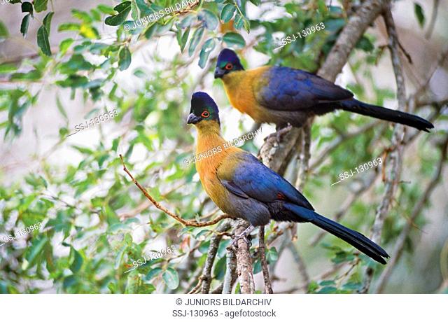 two purple-crested turacos - Tauraco porphyreolophus