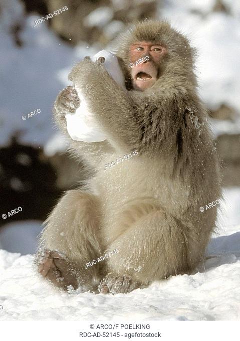 Japanese Macaque Joshin-Etsu Kogen national park Japan Macaca fuscata