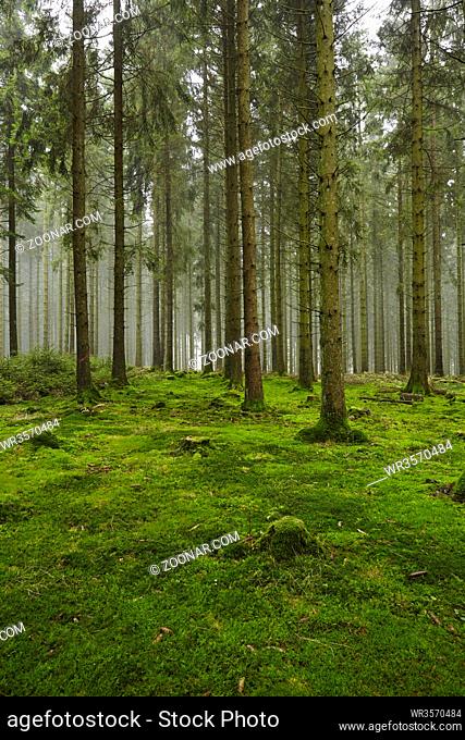 Ein Wlad mit Baumstämmen, einigen Baumstümpfen und völlig mit Moos bedeckten Waldboden bei diffusem Licht fotografiert