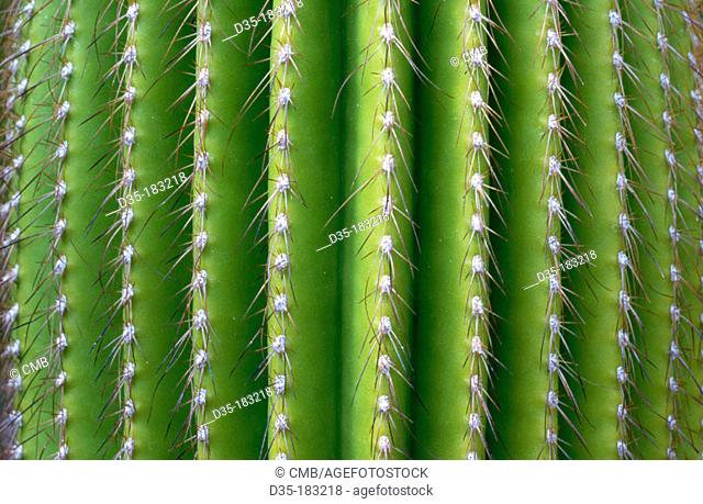 Cactus (Carnegiea polylopha)