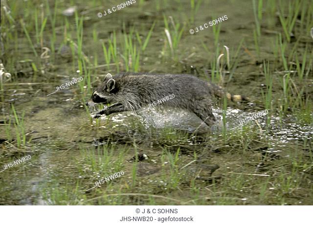 North American Raccoon , Raccoon , Procyon lotor , Montana , USA , America , adult jumping in water