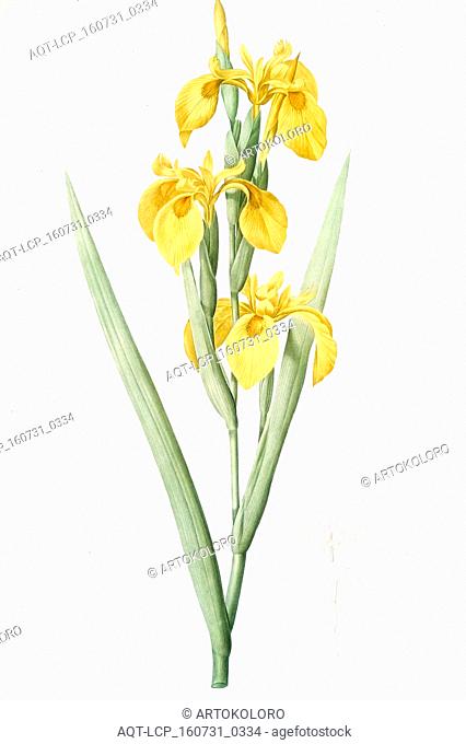 Iris pseudocorus, Iris curtopetala; Iris à pétales bossus, False sweet flag, Redouté, Pierre Joseph, 1759-1840, les liliacees, 1802 - 1816