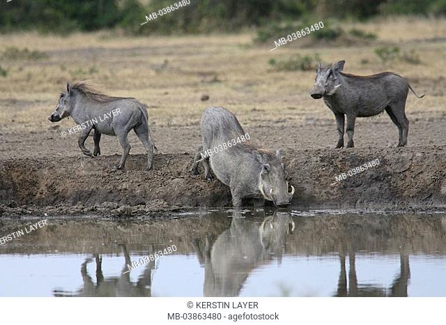 Riversides, warthogs, Phacochoerus aethiopicus, Africa, Kenya, savanna, wildlife, wilderness, Wildlife, animals, drinks mammal, game-animals, Paarhufer