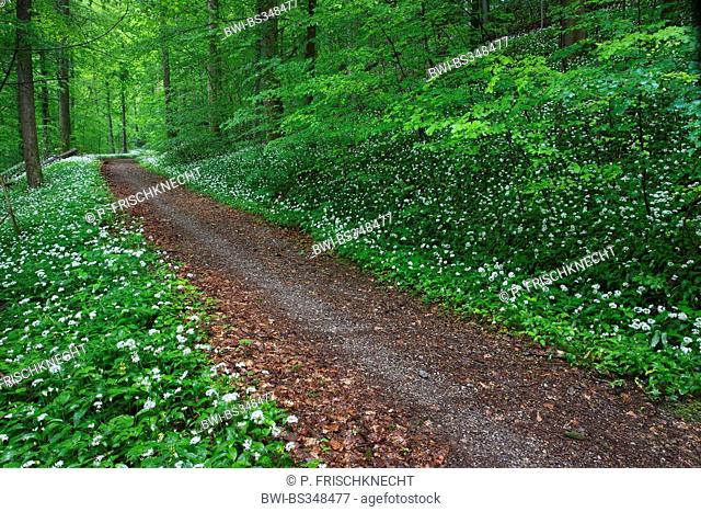 ramsons, buckrams, wild garlic, broad-leaved garlic, wood garlic, bear leek, bear's garlic (Allium ursinum), forest path through beech forest with flowering...
