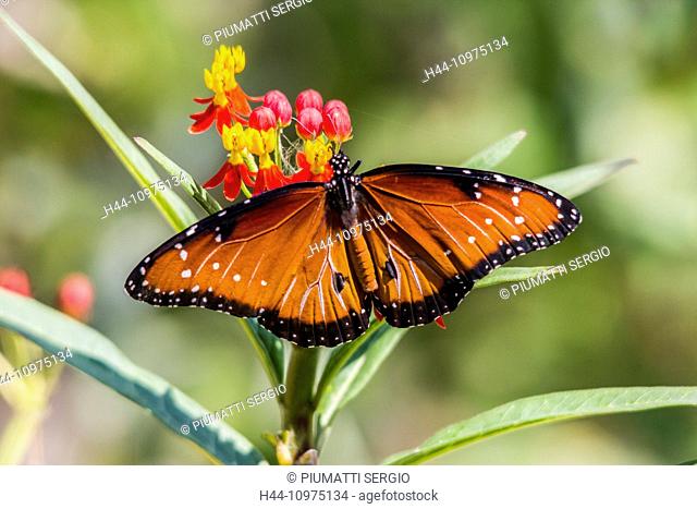 Asclepias curassavica, Blood-flower, Danaus gilippus, Schmetterling, Mexican Butterfly Weed, milkweed, Nymphalidae, Queen Butterfly, Scarlet Milkweed, Texas