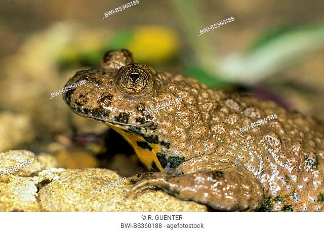 yellow-bellied toad, yellowbelly toad, variegated fire-toad (Bombina variegata), portrait , Germany