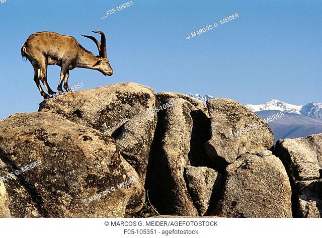 Spanish Ibex (Capra pyrenaica), male. Sierra de Gredos, Avila province, Castilla-Leon, Spain