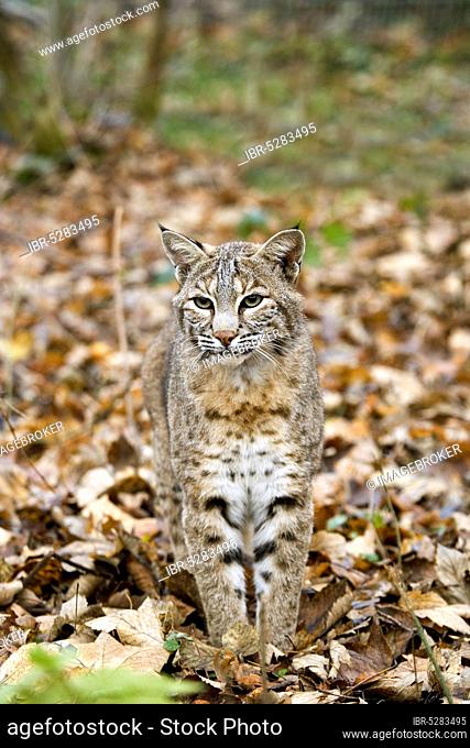 European lynx or Eurasian eurasian lynx (felis lynx), adult on dried leaves