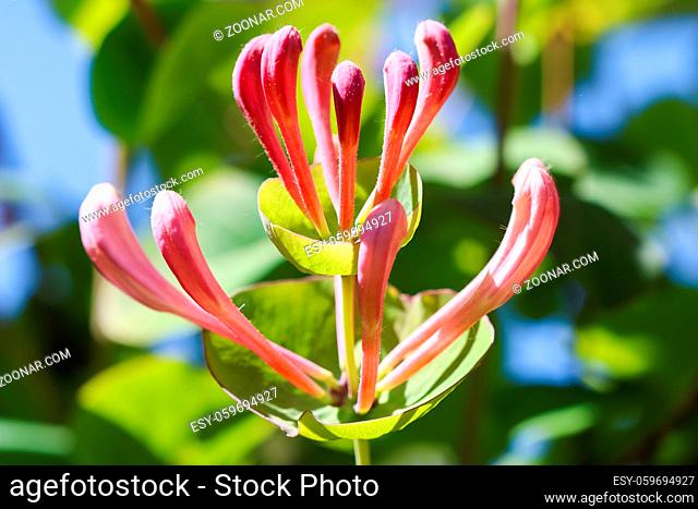 Pink Honeysuckle buds and flowers in the garden. Lonicera Etrusca Santi caprifolium, woodbine in bloom. Gardening concept. Floral background