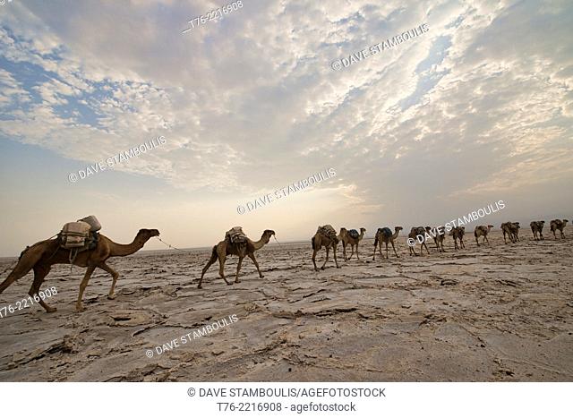 Camel caravans carrying salt through the desert in the Danakil Depression, Ethiopia