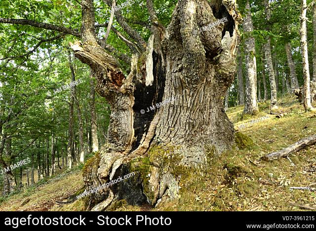 Sessile oak (Quercus petraea) is a deciduous tree native to central Europe, mountains of southern Europe and Asia Minor. This photo was taken in Estalalla