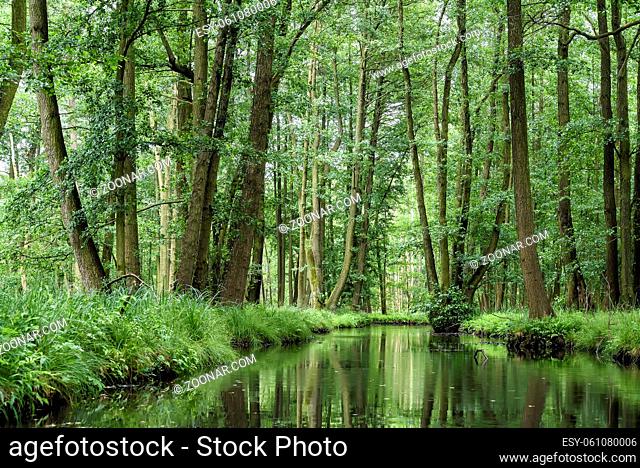 landscape with rivers and forest in the Spreewald in Brandenburg in Germany