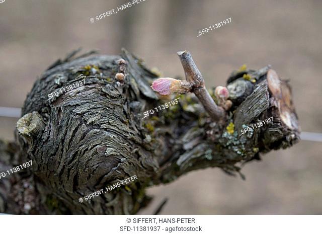 An old Merlot vine with first buds at Chateau Le Pin (Bordeaux, France)