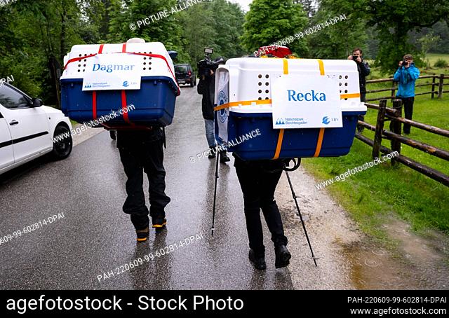 09 June 2022, Bavaria, Ramsau Bei Berchtesgaden: Employees in the Berchtesgaden National Park carry the two young bearded vulture females, Dagmar and Recka