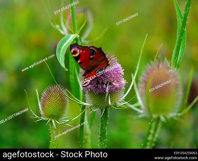 Beautiful peacock butterfly, Aglais io, on a purple teasel flower in summer