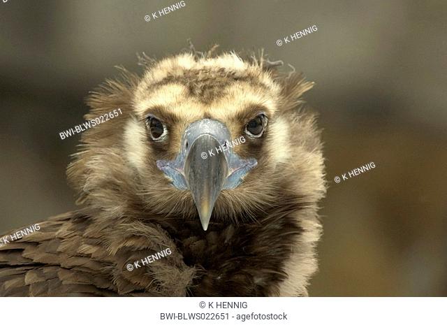 cinereous vulture Aegypius monachus, portrait, Germany
