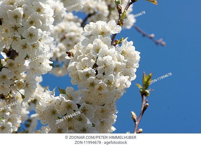 Prunus avium, Suesskirsche, Sweet Cherry, mit Biene, with bee