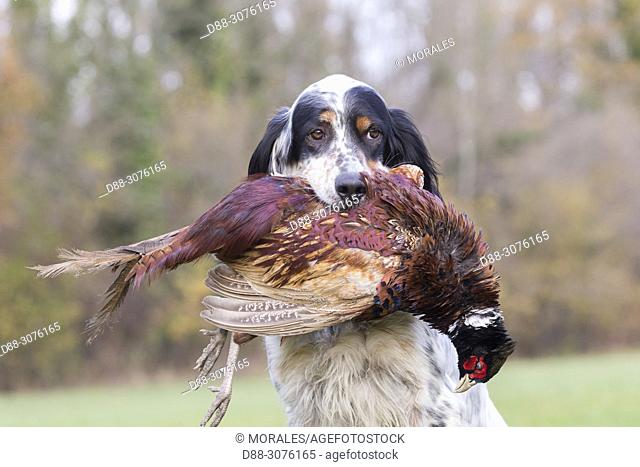 France, Bas Rhin, English Setter dog breed with a pheasant (Phasianus colchicus)