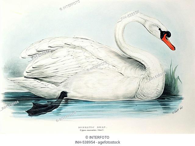zoology / animal, avian / bird, anatidae, domestic swan, cygnus mansuetus, colour lithograph, by Edward Lear, from 'Birds of Europe', by John Gould 1804 - 1881