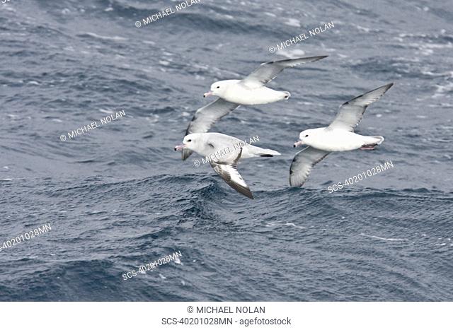 Three adult southern fulmars Fulmarus glacialoides on the wing in the Drake passage between the tip of South America and Antarctica Southern Ocean