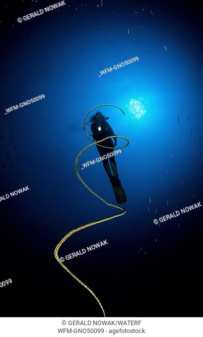 diver with divetorch, Dasycaris zanzibarica Cirripathes sp., Pacific, Palau