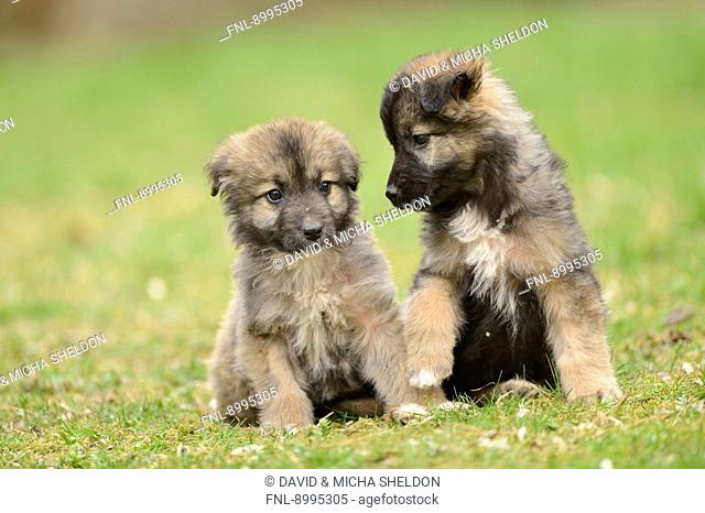 Two mixed breed dog puppies in a garden