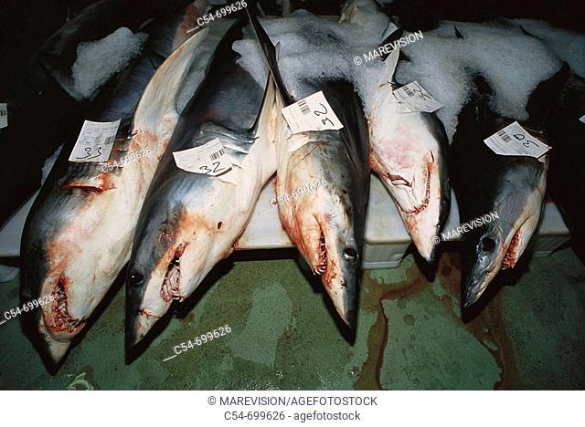 Fishing port of Vigo. Galicia. Spain. Mako shark. Isurus oxyrinchus