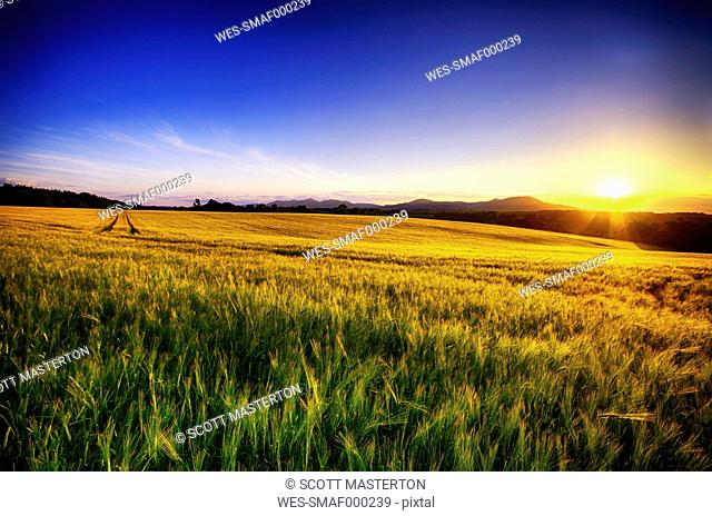 United Kingdom, Scotland, Midlothian, Barley field, Hordeum vulgare, at sunset